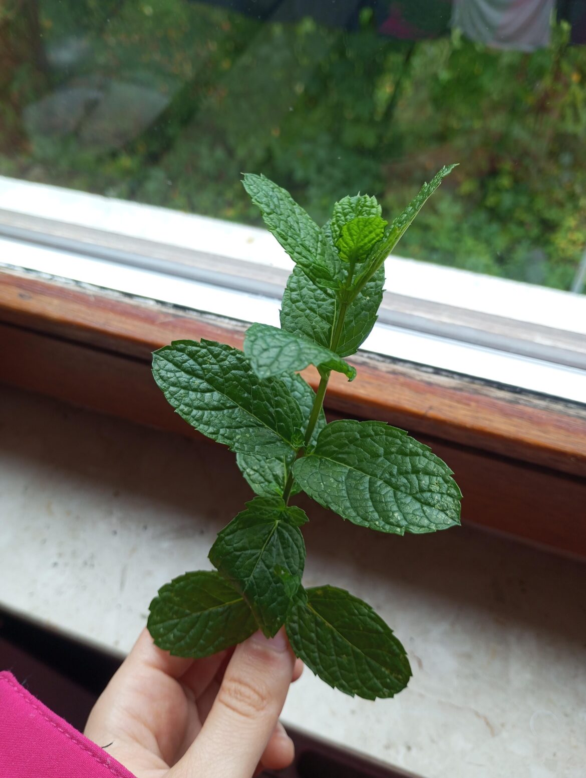 Please tell me everything about mint. Can I keep it indoor? What's the best way to root this?