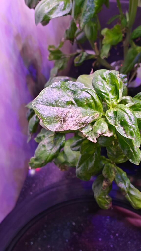 How did I mistreat my basil?