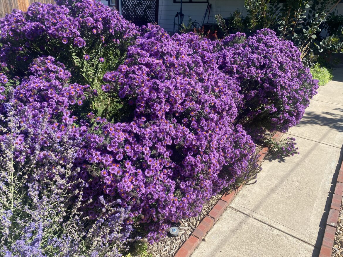 Just want to brag on my Asters