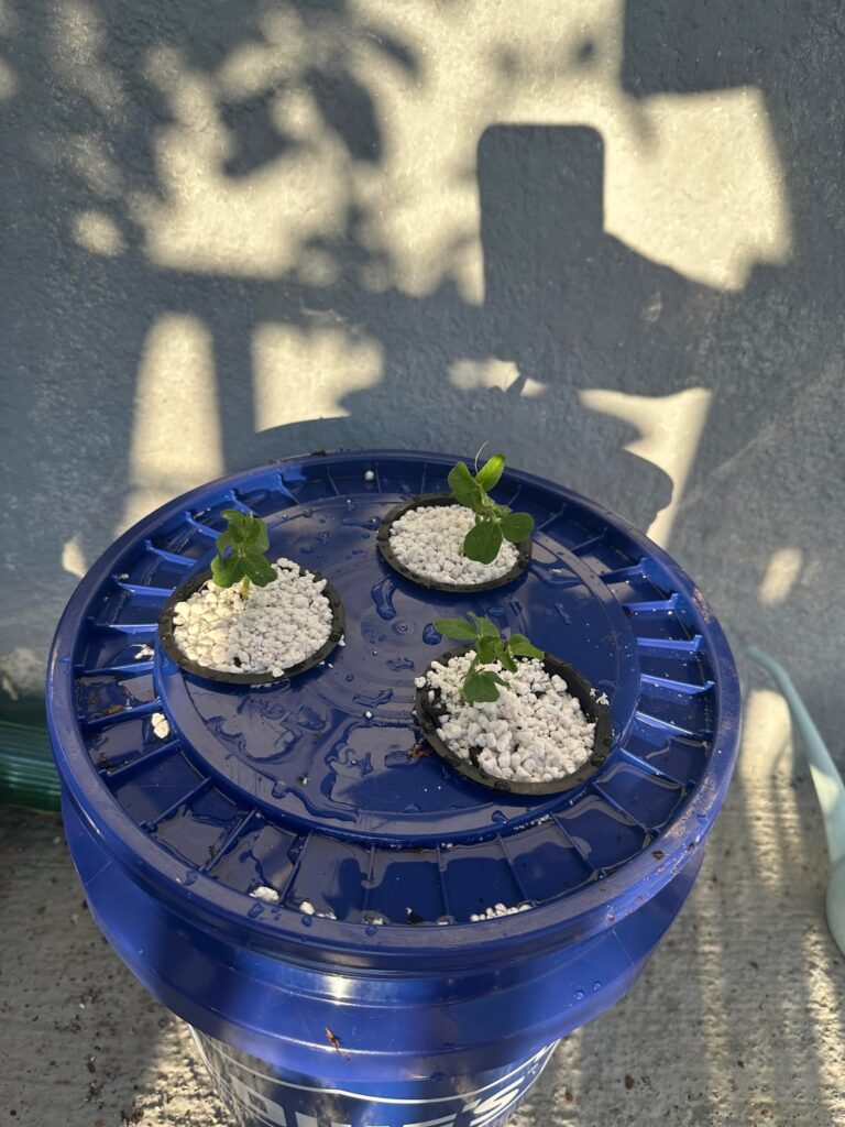 Cheapo Kratky Peas. Did I do alright?