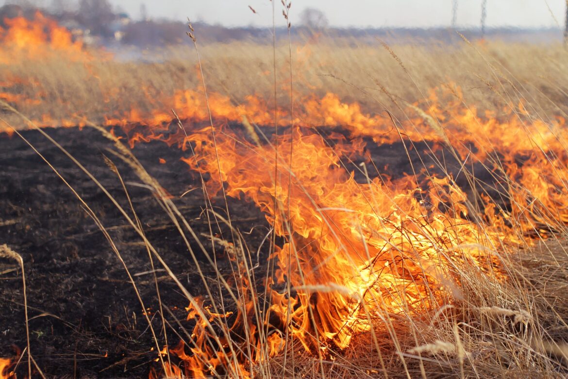 Who’s the New Gardener? LA Council Unanimously Approves Pilot Program for Goats to Clear Fire Hazard Brush