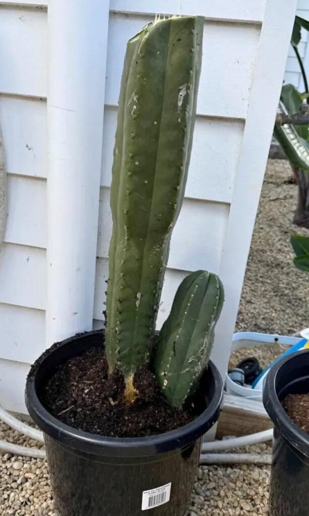 Plant identification
