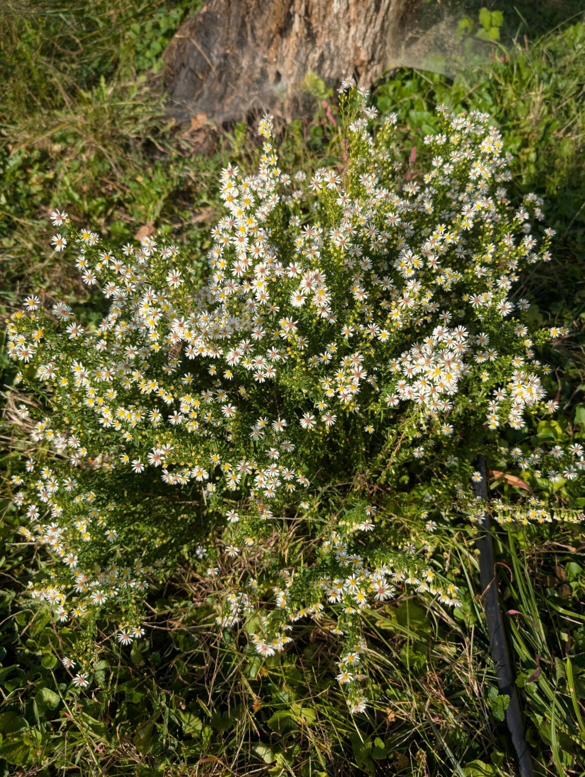 Heath aster looking gorgeous