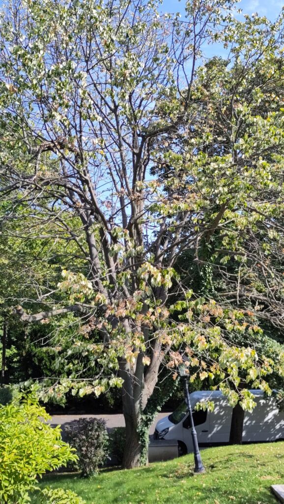 Tilia tree dying, next to a perfectly healthy one Tilia tree dying, next to a perfectly healthy one