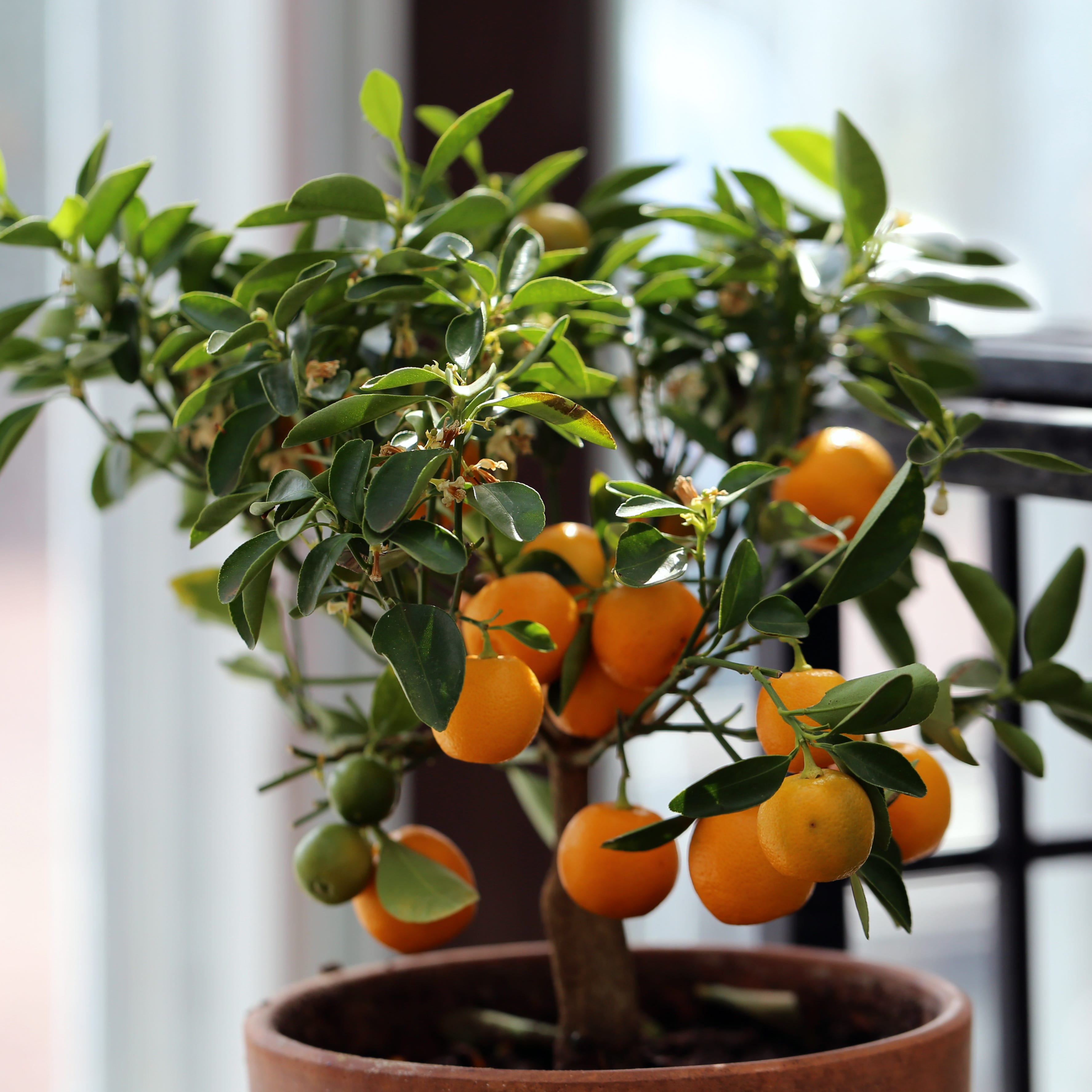good luck plants citrus tree