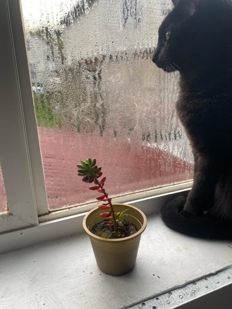 Someone gave me this plant, how often should I water it?