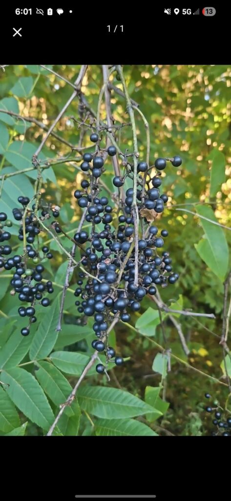 Frost grapes? Frost grapes?
