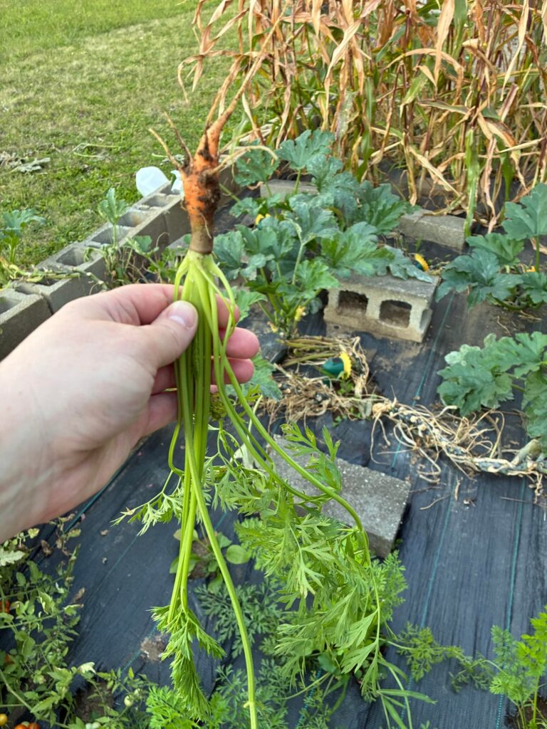 Carrots full grown??