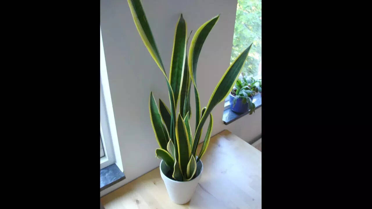 Snake plant