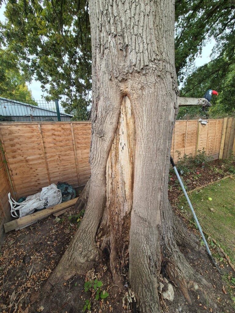Oak tree in my garden has an old wound Oak tree in my garden has an old wound