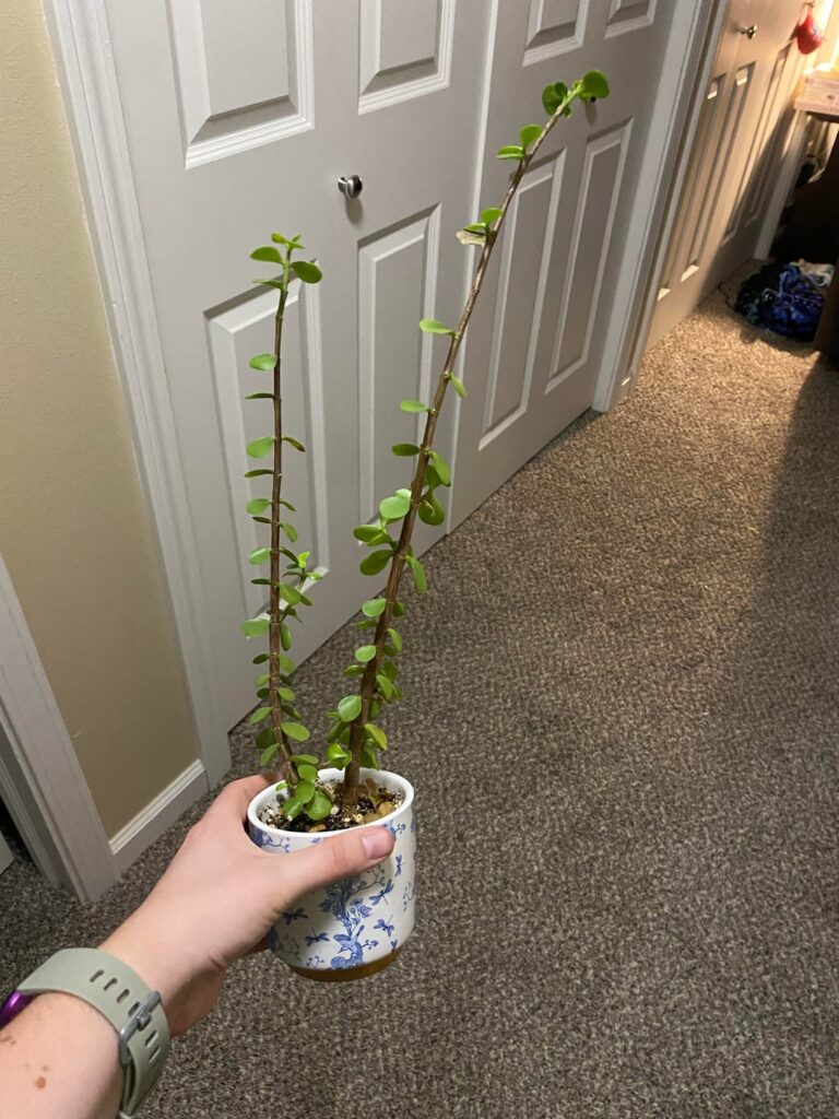 Repotting this poor guy into a bigger pot that actually has drainage holes