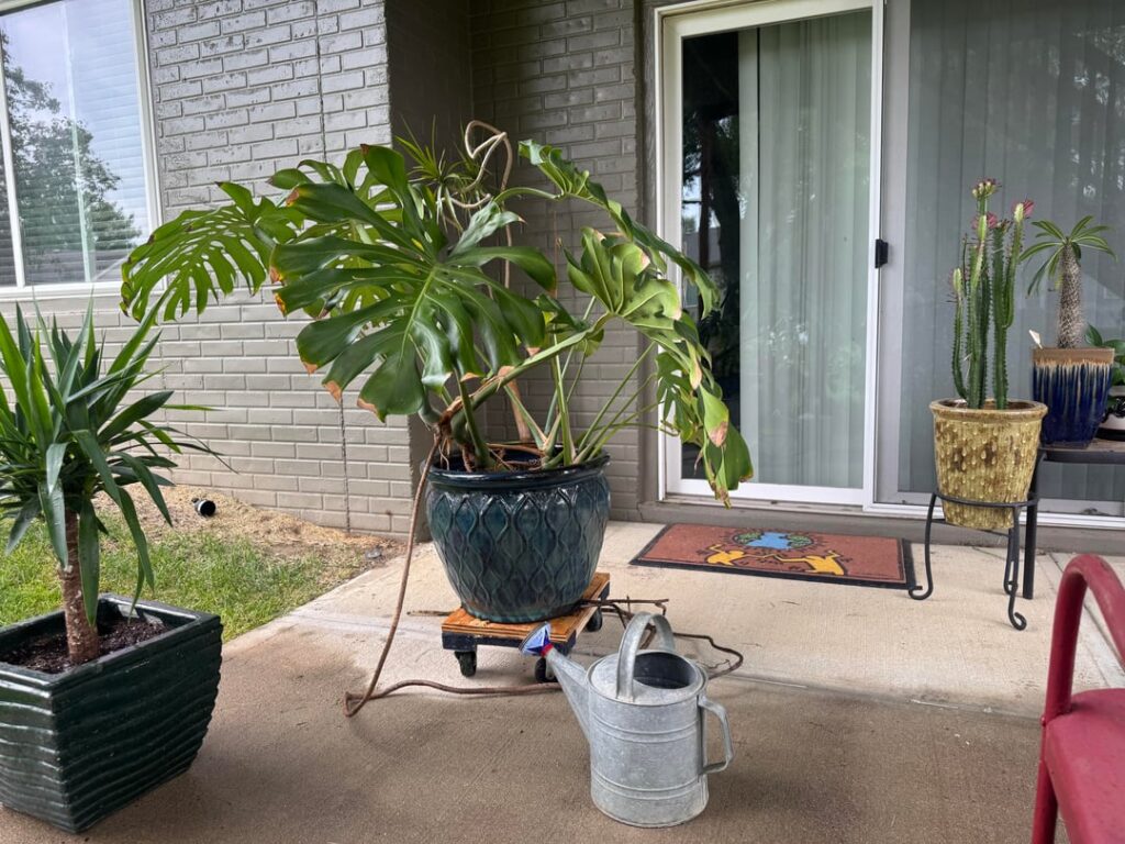 Just got this free MONSTERA Just got this free MONSTERA