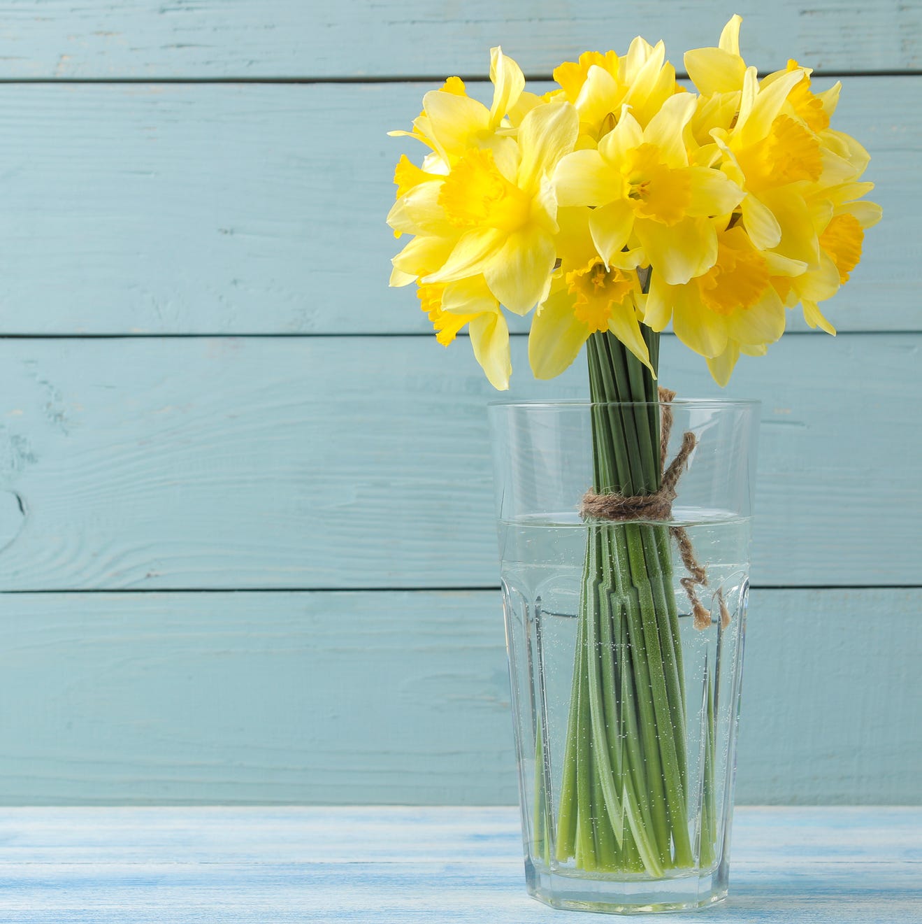 yellow daffodils in a vase on a blue wooden background