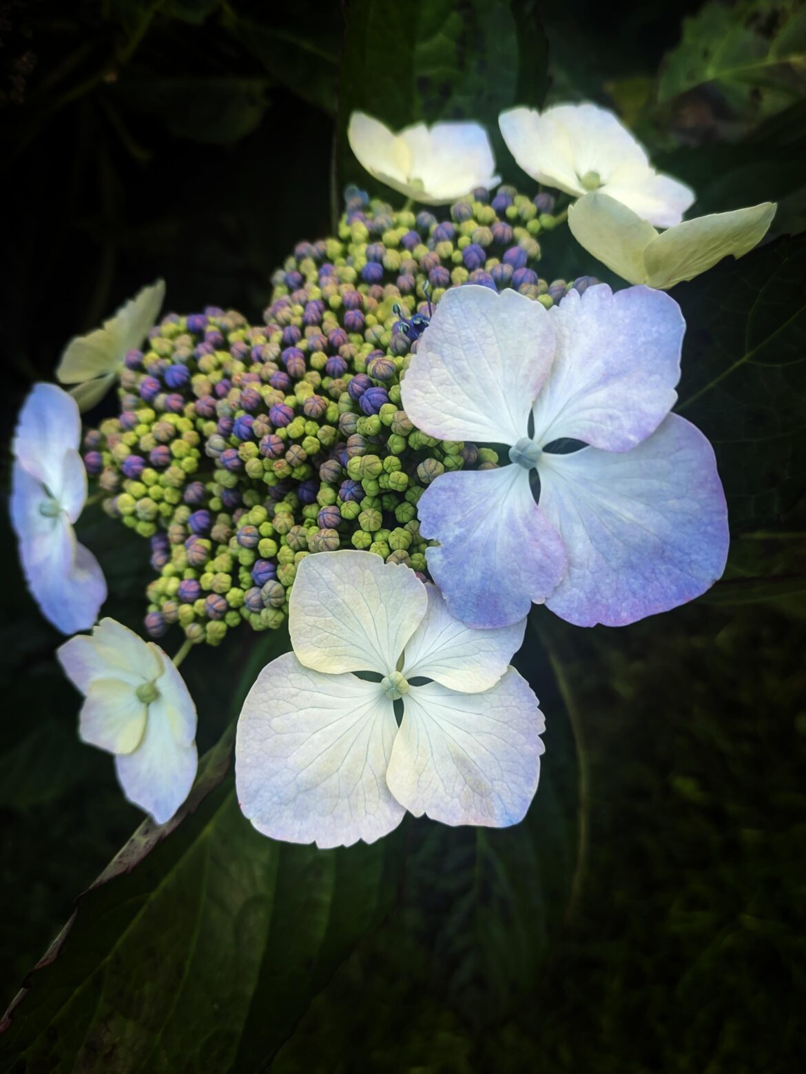 Lace hydrangea (purple), autumn flowers.