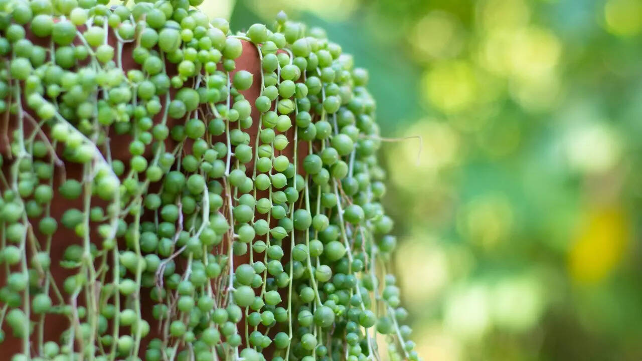 String of pearls