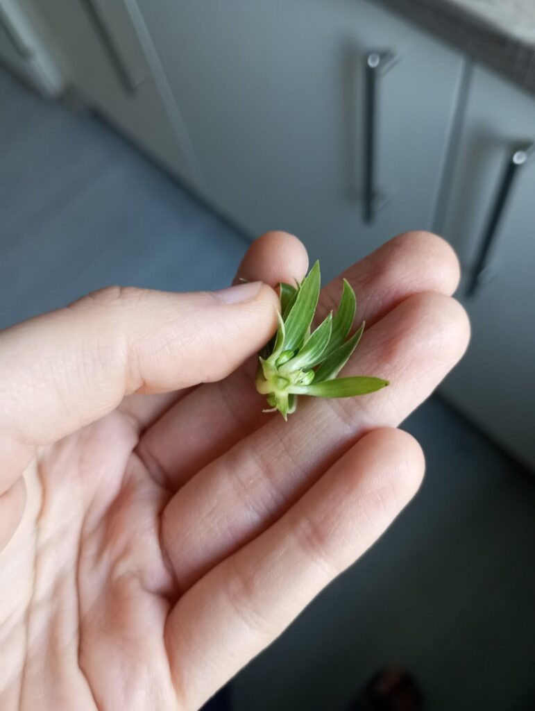 Will it root or is too small?