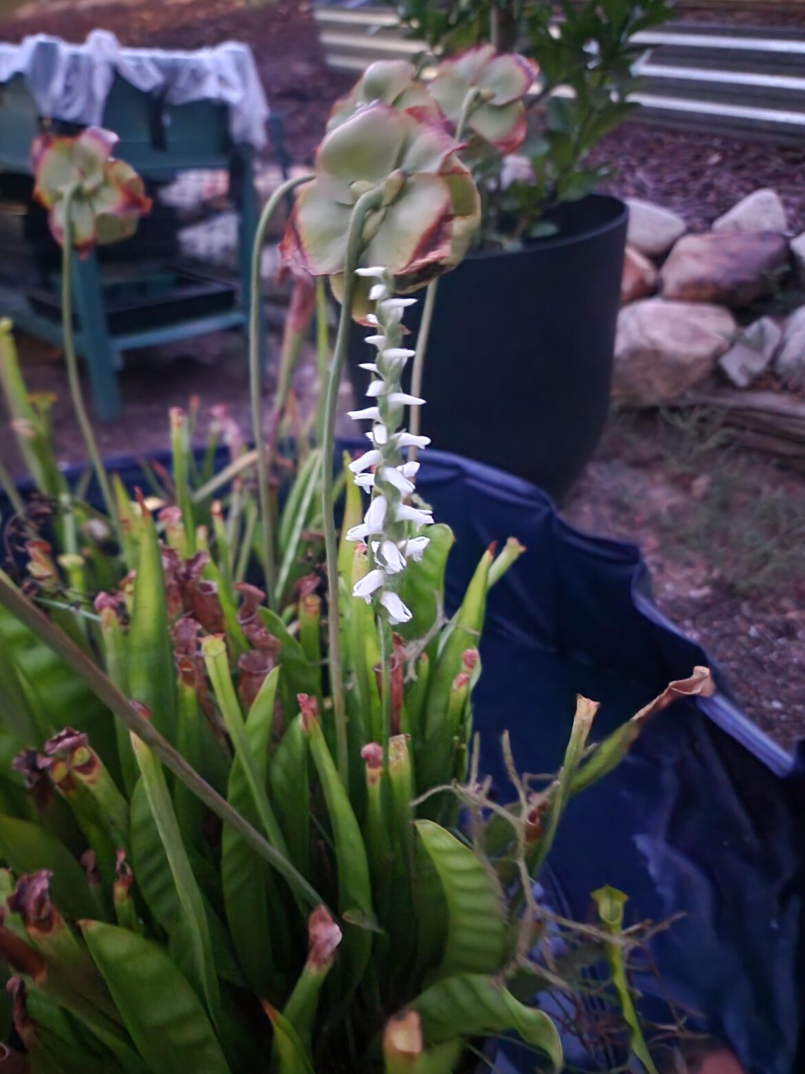 Volunteer bog orchid in my Sarracenia