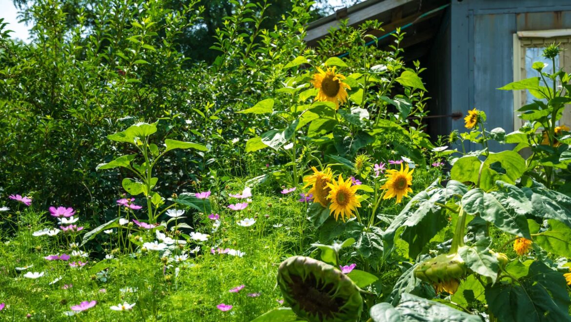 ‘Of all the things the city could be focusing on’ "I take care ... to make sure it's not an issue with neighbors."