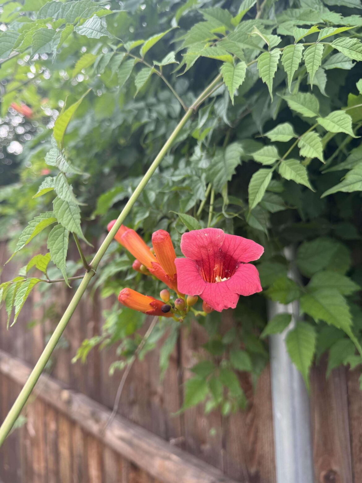 Growing over our back fence