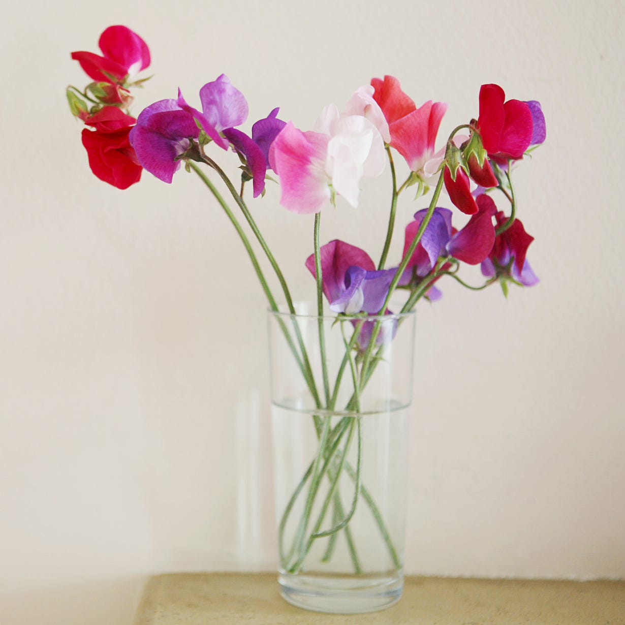 a vase of colorful sweet pea blooms