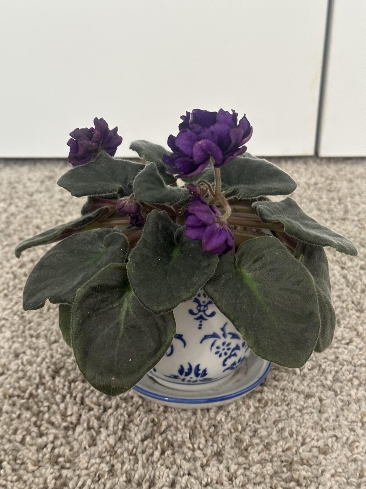Update: Finally got flowers! (And a bonus new obsession)