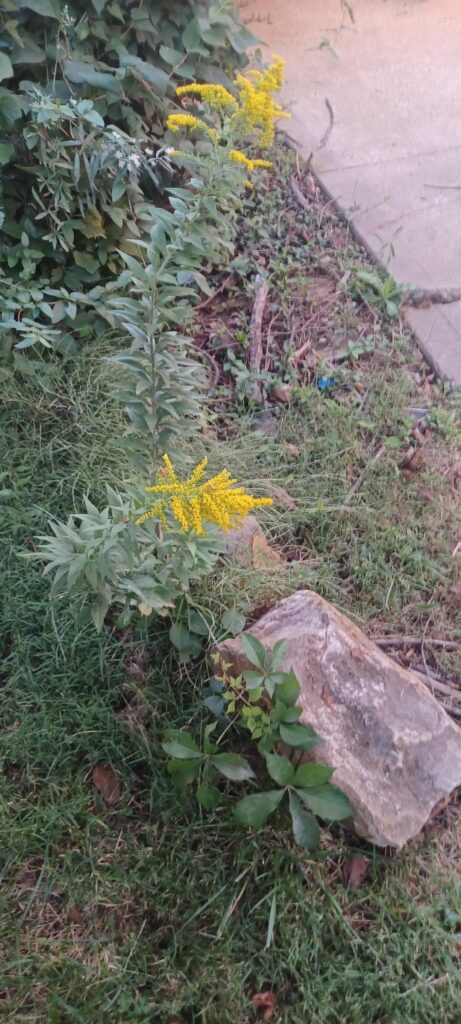 Is this plant growing on my sideyard what I think it is?