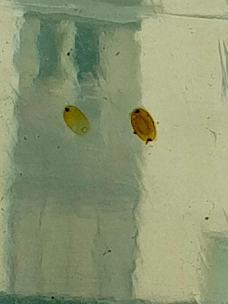 What are these? What are these?