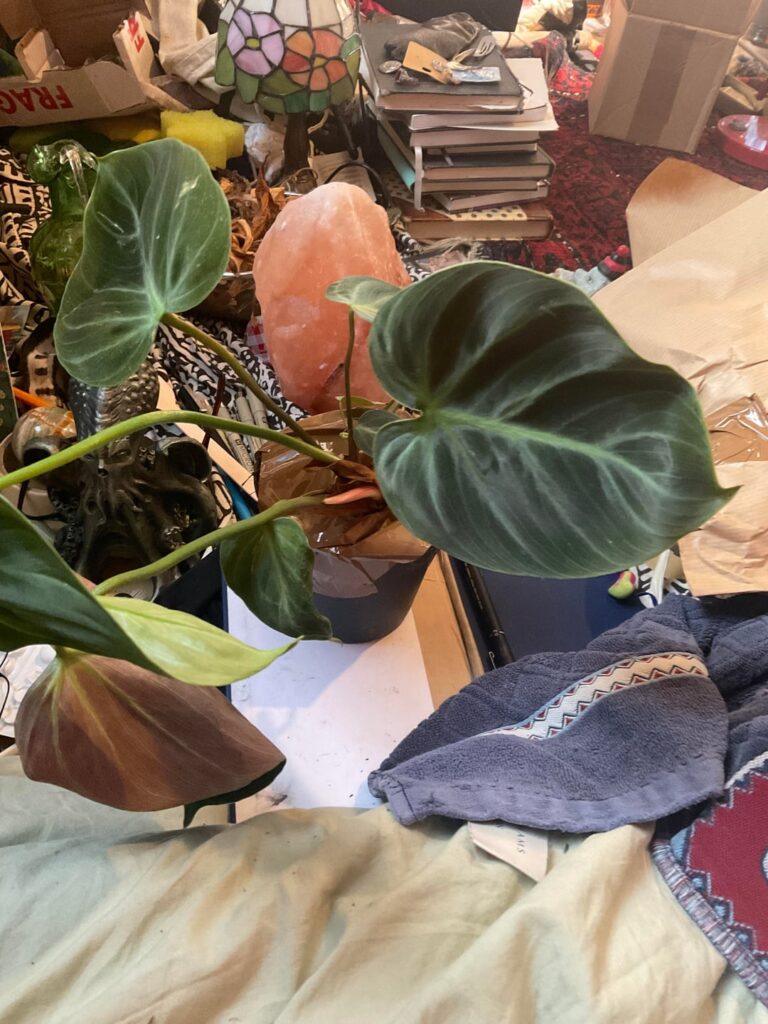 Claims to be philodendron verrucosm is that true?