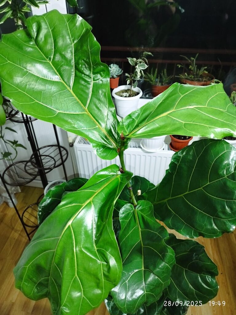 Just bought it, any recommendations/tips?