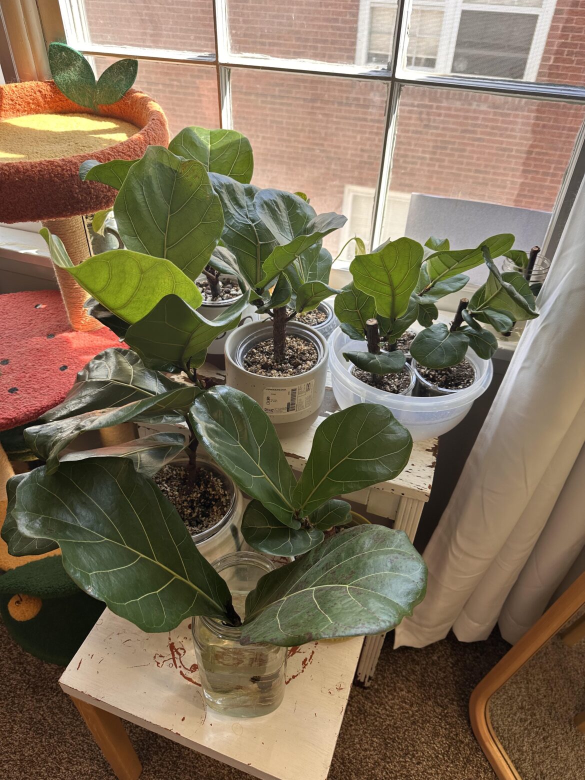 Officially at the “what now?” stage of propagation