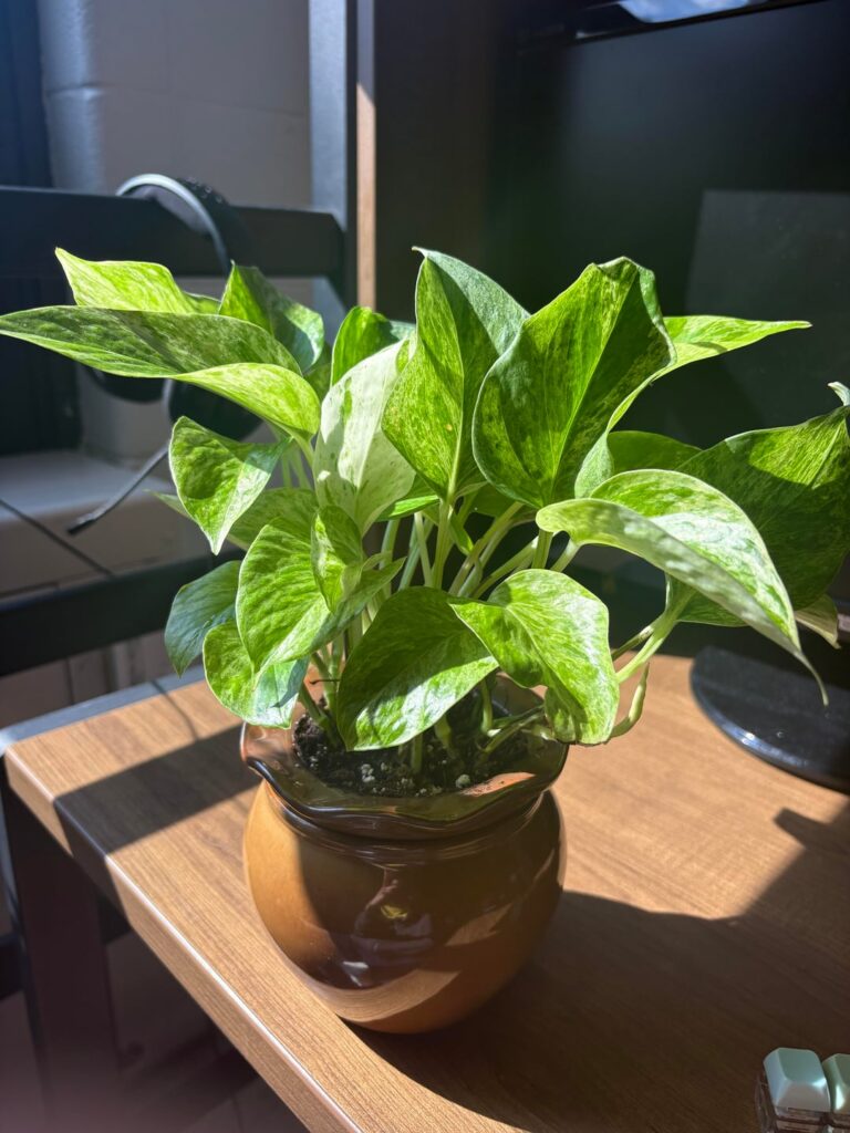 New to Pothos (Read Body text) New to Pothos (Read Body text)