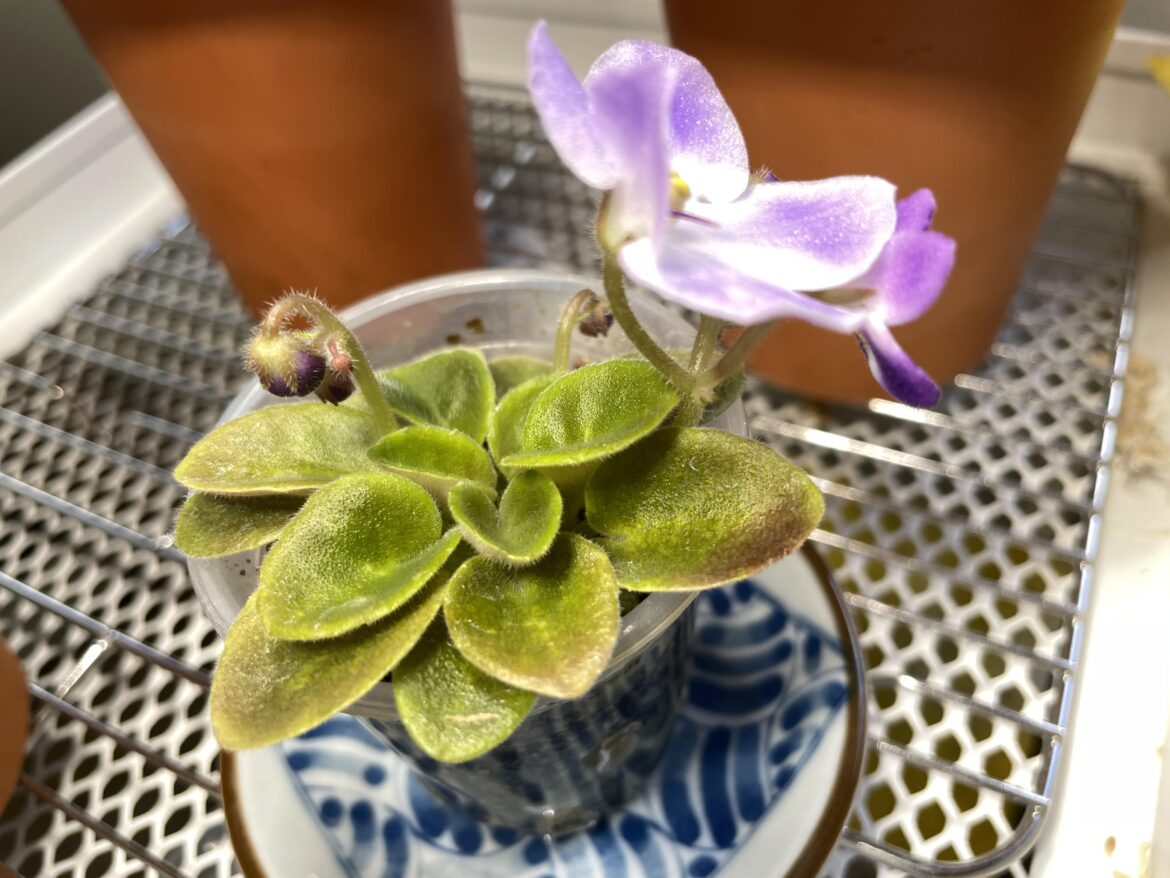 Is the red tinge on one of the leaves from over fertilization?