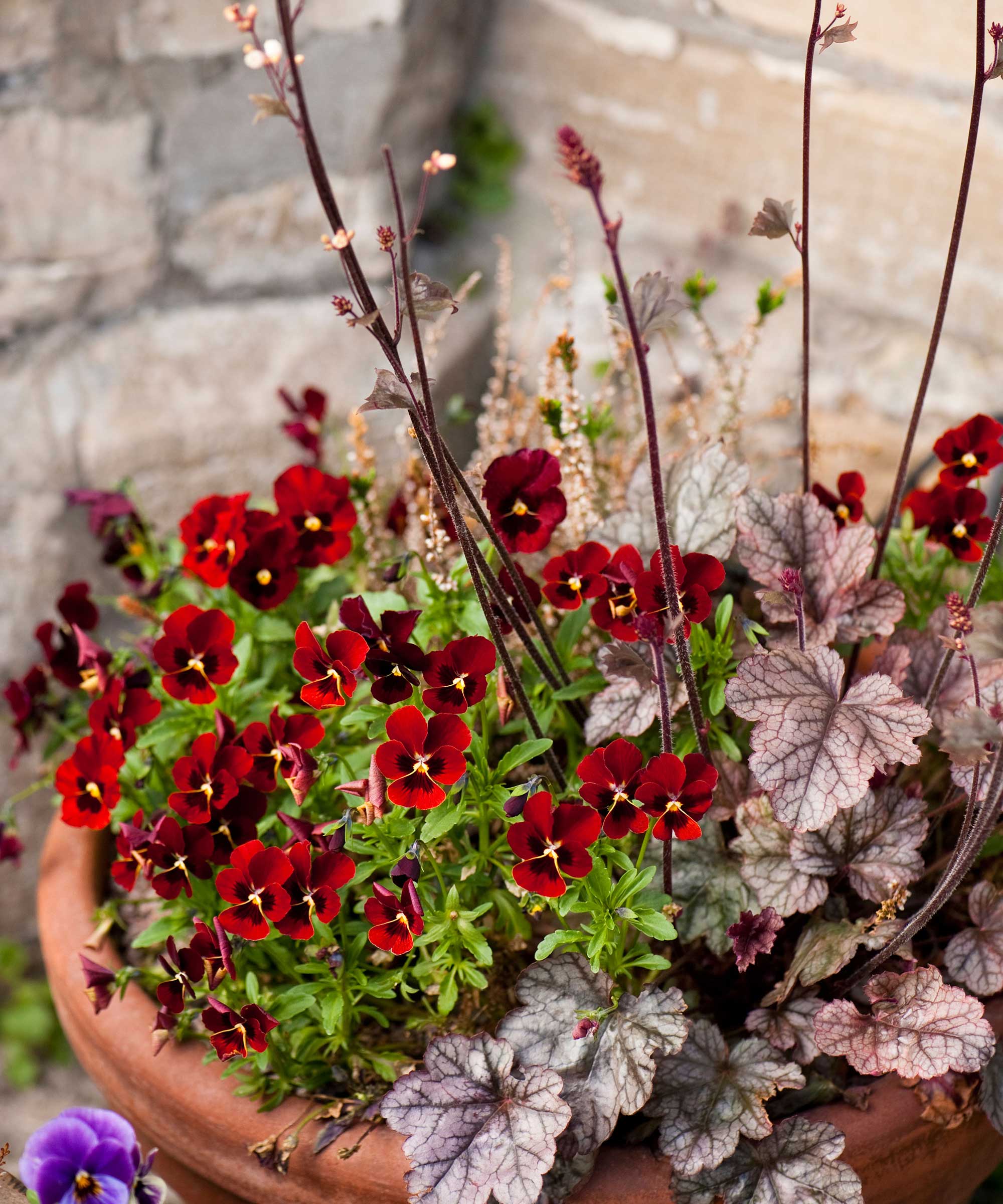 viola and heuchera &lsquo;Sugar Frosting' in a container