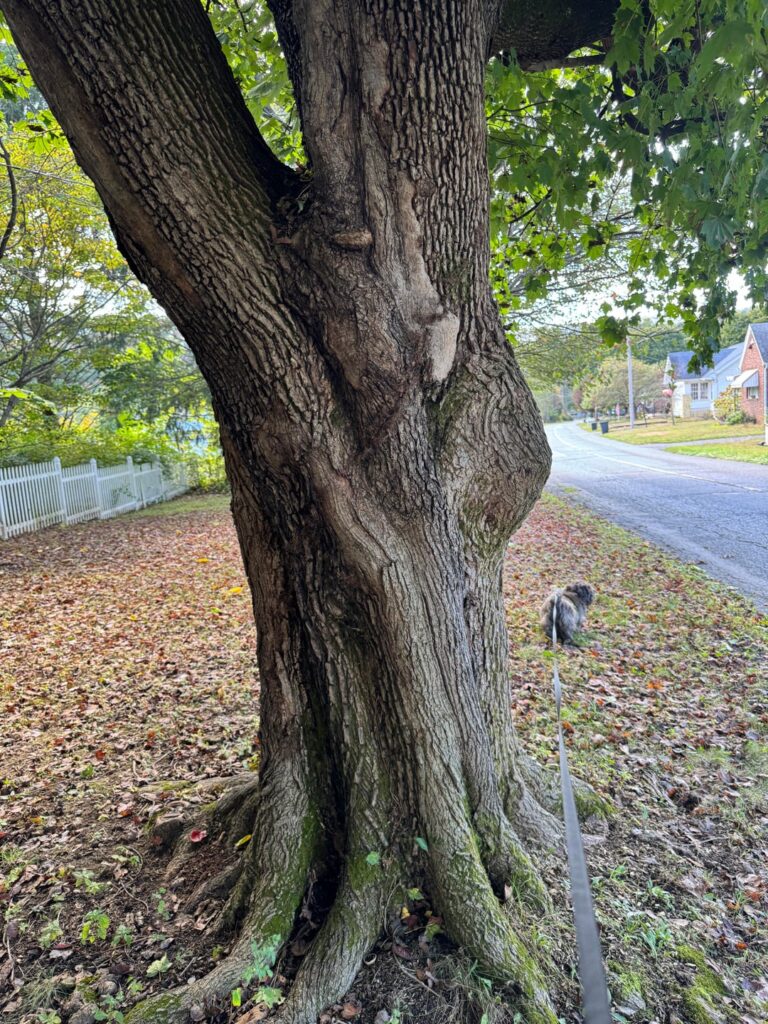 Tree service said my Maple tree should come down Tree service said my Maple tree should come down