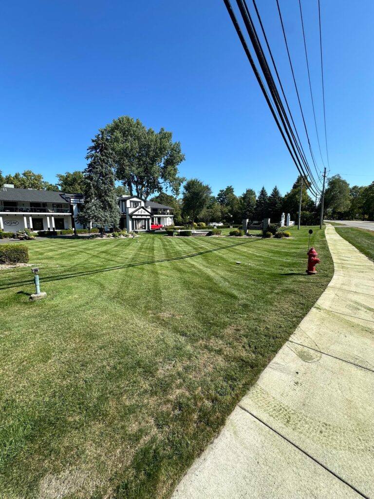 What are your guys thoughts both pics are not the same side of the lawn