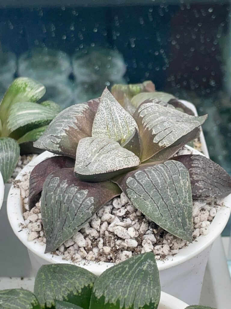 Hybrid Seedling Hybrid Seedling