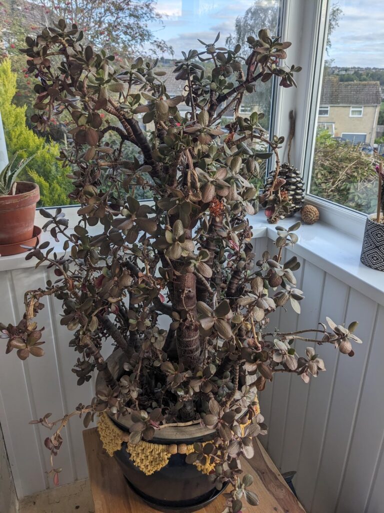 I don't want her to die!