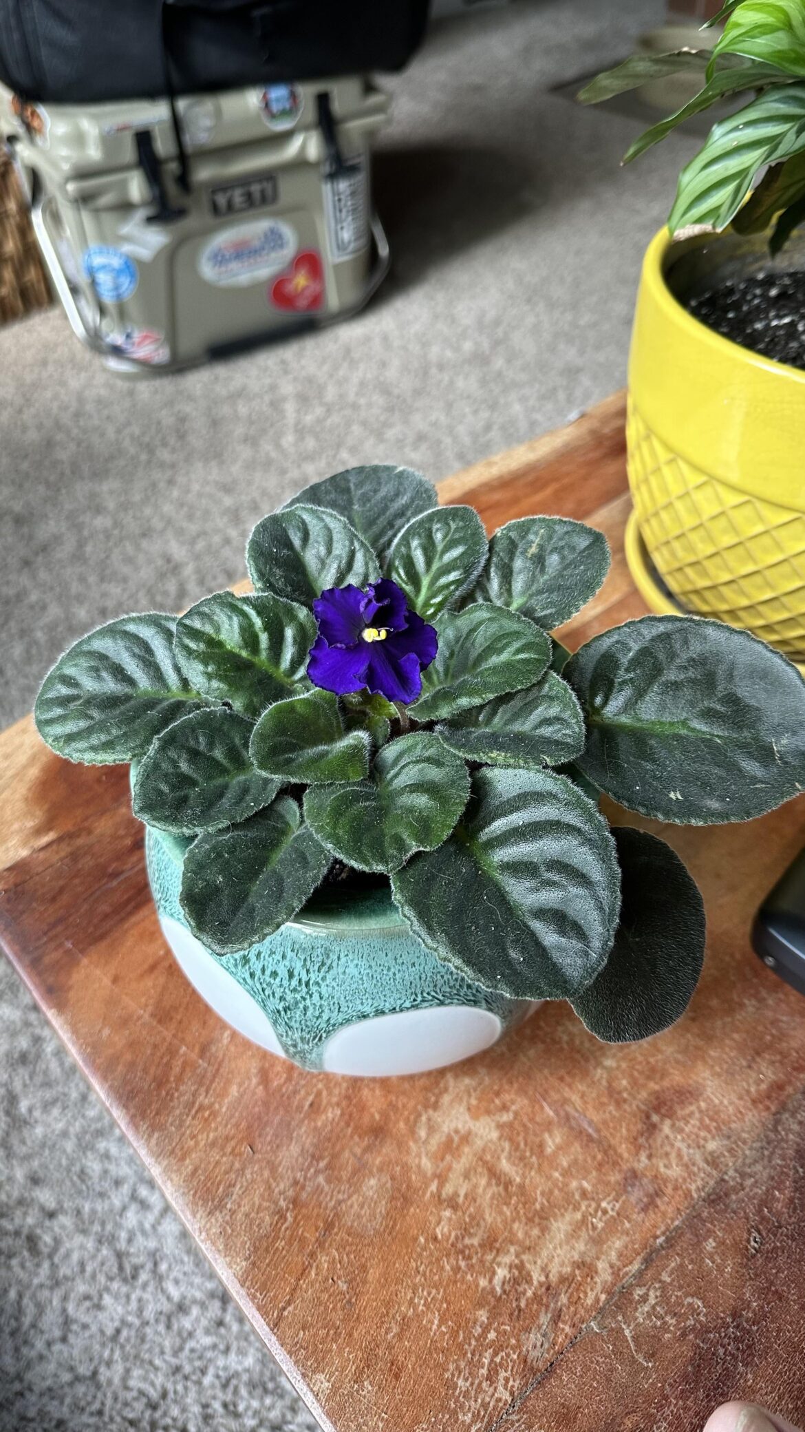 First Flower Since Lowe’s Rescue!
