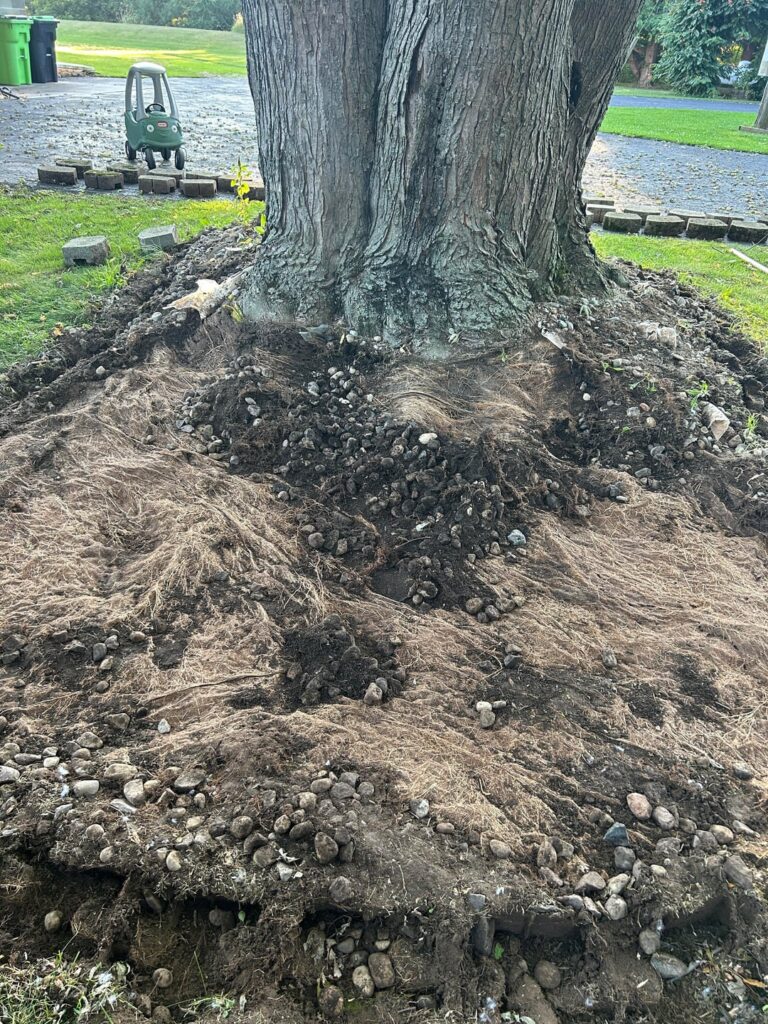 Exposed Roots