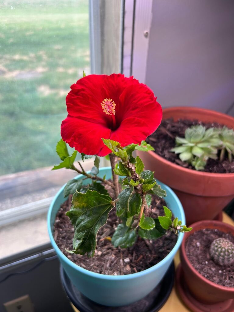 Wrong plant placement… in so many ways. I’m not crying