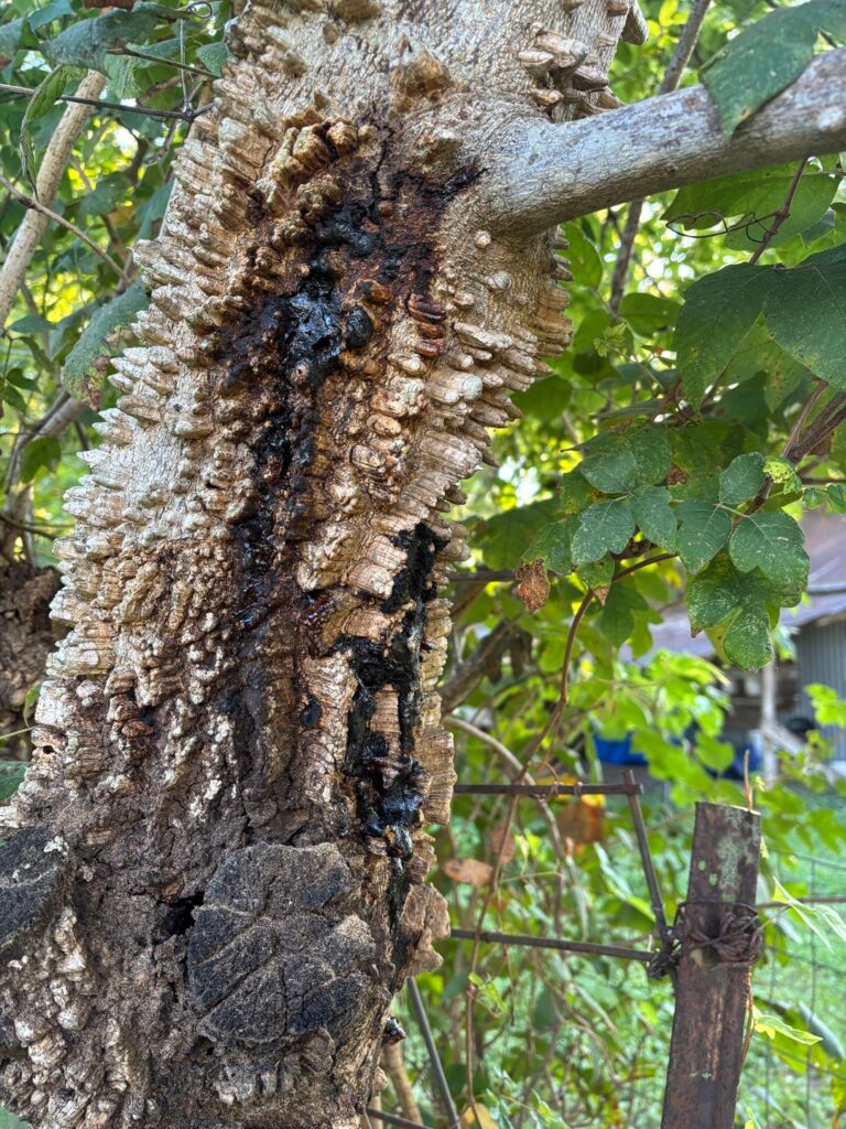 What is happening to this tree?