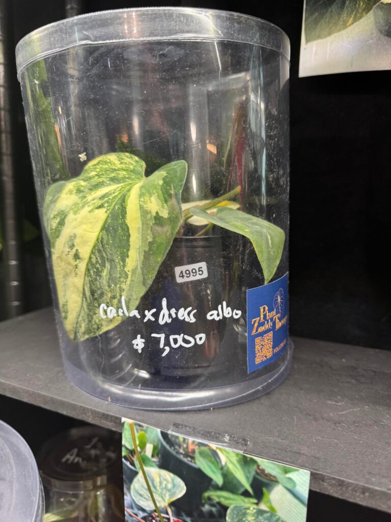 Some prices at PlantCon