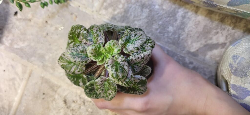 Lyon's toy castle. Keeps making pups, only flowered once since repot.