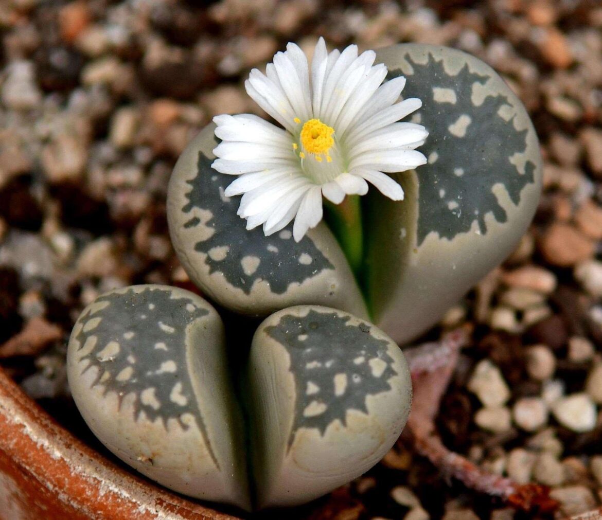 Is this L.marmorata ? I grew it from seed a while ago.