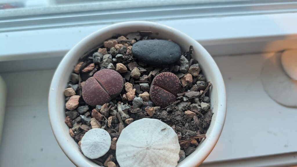 Now what? Newly repotted lithops .. Now what? Newly repotted lithops ..
