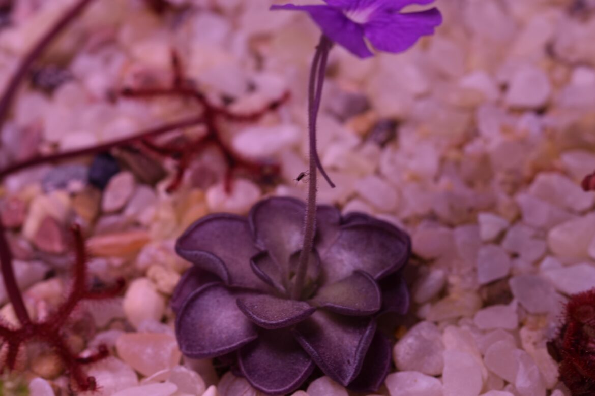 Victim caught by a flower stem