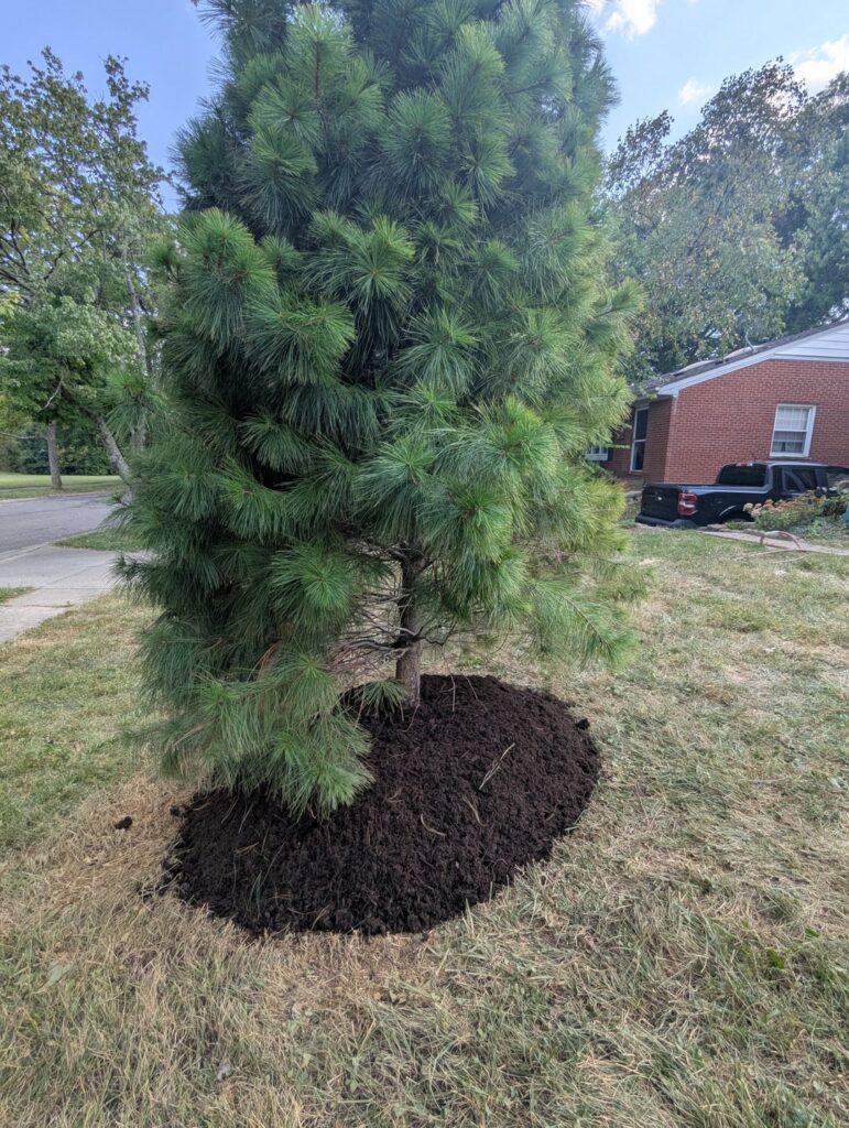 Too much mulch?