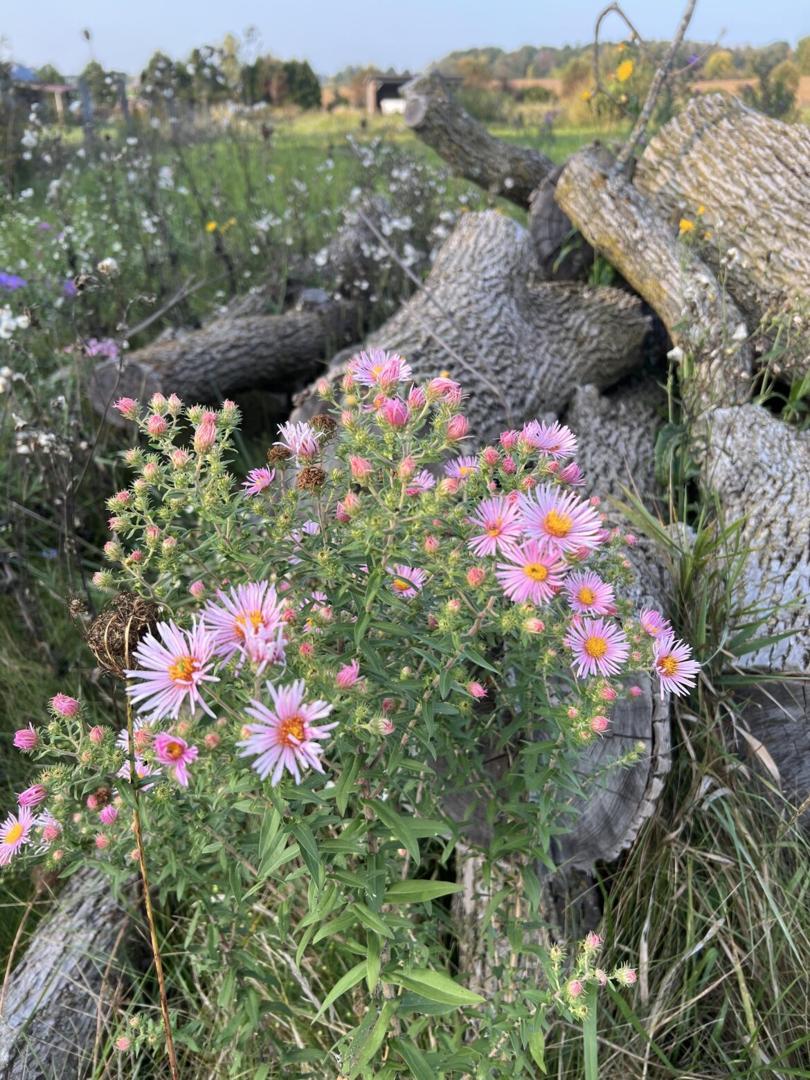 Asters