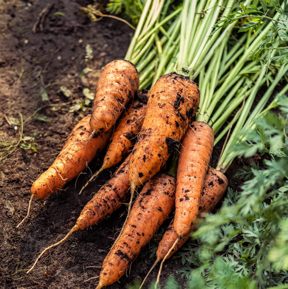 fall vegetable garden carrots fall vegetable garden carrots