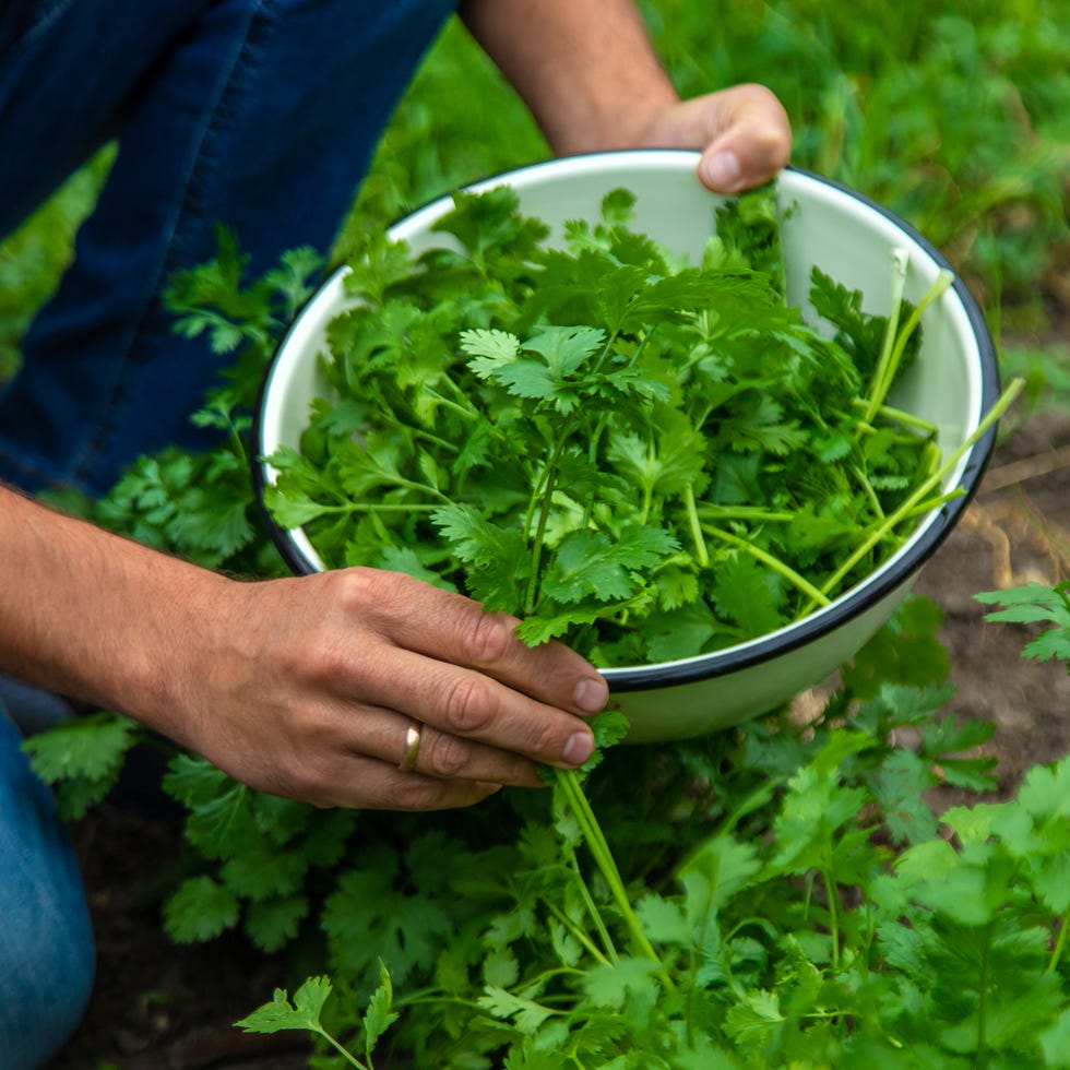 fall vegetable garden cilantro fall vegetable garden cilantro